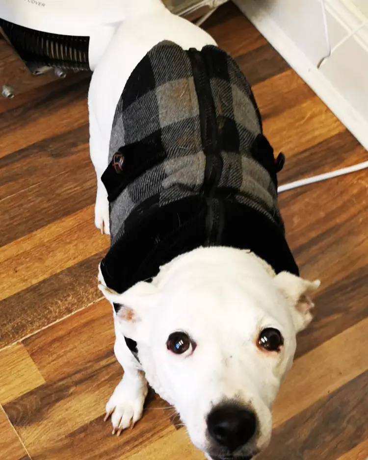 The shop's four-legged regular in a tartan coat, waiting on the salon floor
